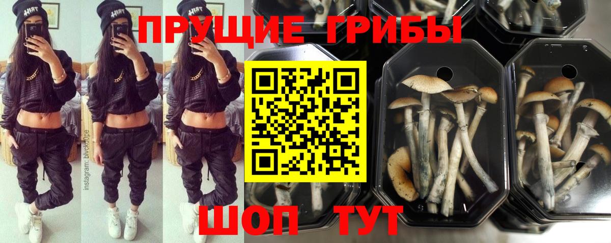 Галлюциногенные грибы Cubensis  Вход с VPN  Краснодар  Псилоцибиновые грибы мухоморы 